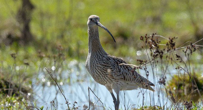 Biodiversité : l’UNESCO désigne 20 nouvelles réserves de biosphère